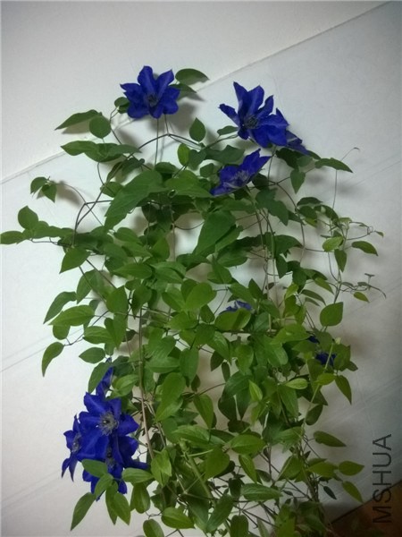 MediaLib_Camera Roll_WP_20140419_001.jpg