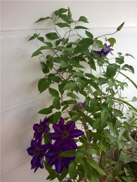 MediaLib_Camera Roll_WP_20140416_009.jpg