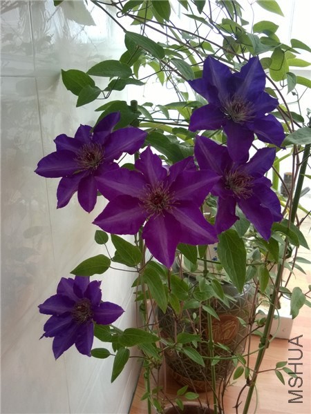 MediaLib_Camera Roll_WP_20140416_010.jpg
