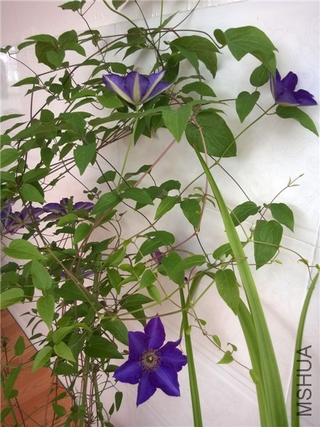 MediaLib_Camera Roll_WP_20140416_011.jpg