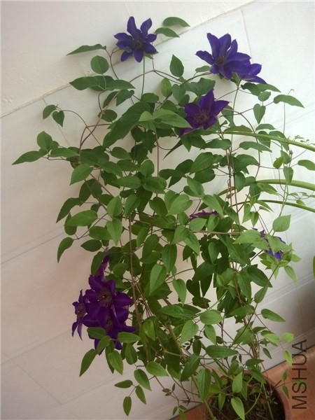 MediaLib_Camera Roll_WP_20140418_003.jpg