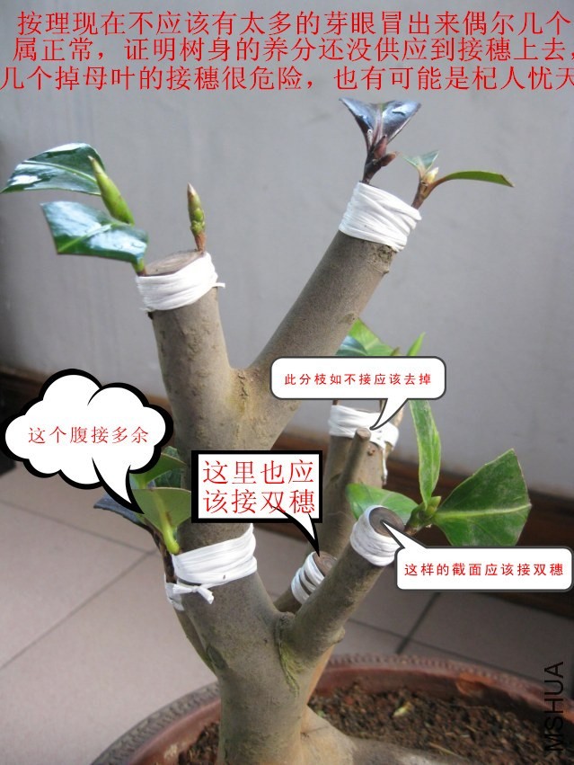 �����ˡ�֯Ů������ʱ�⡢�ڱ������򴨽ʡ��Ұ��Ȼʺ󡢸ɱ�������ĵ������Ը9 (5)_����.jpg