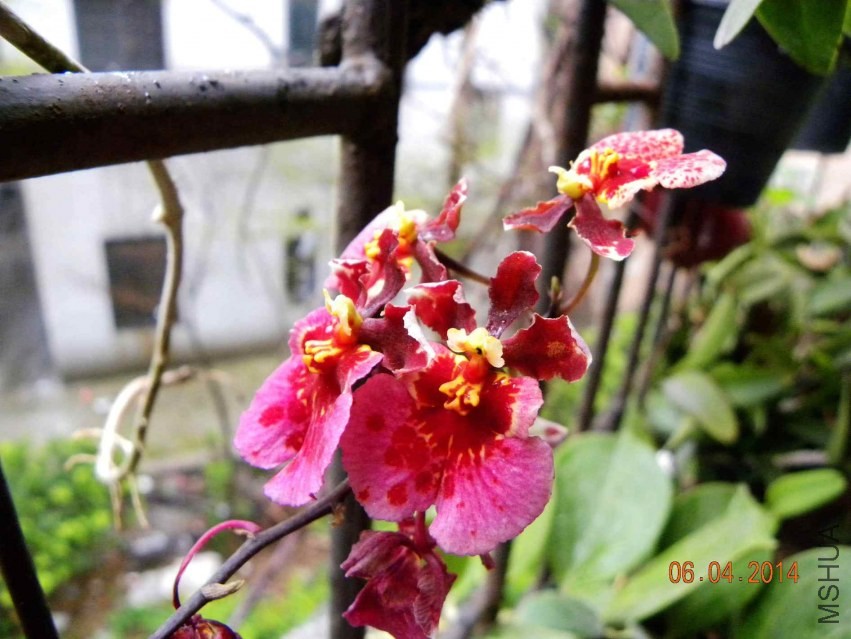 ��Ҷ����