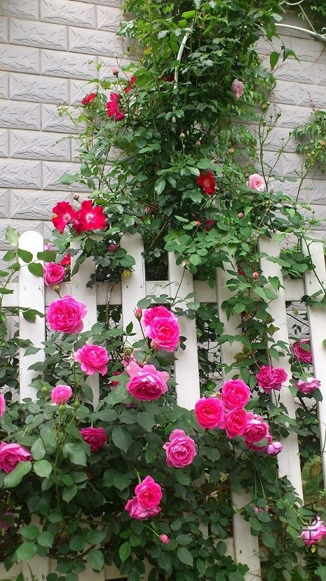 DSC_1573.JPG