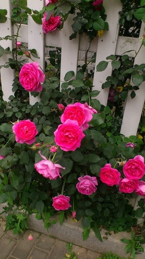 DSC_1575.JPG