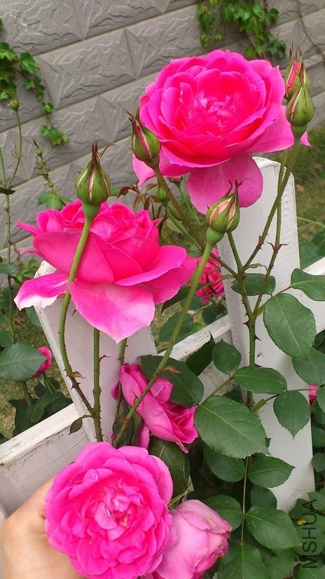 DSC_1584.JPG