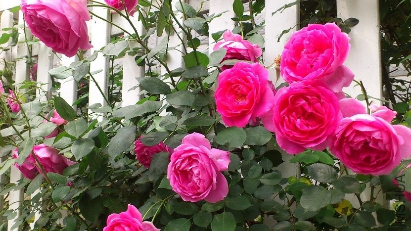 DSC_1586.JPG