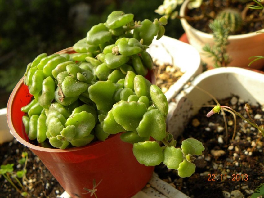 �Ե�������