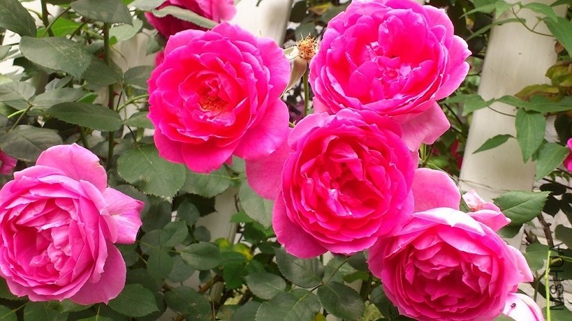 DSC_1587.JPG