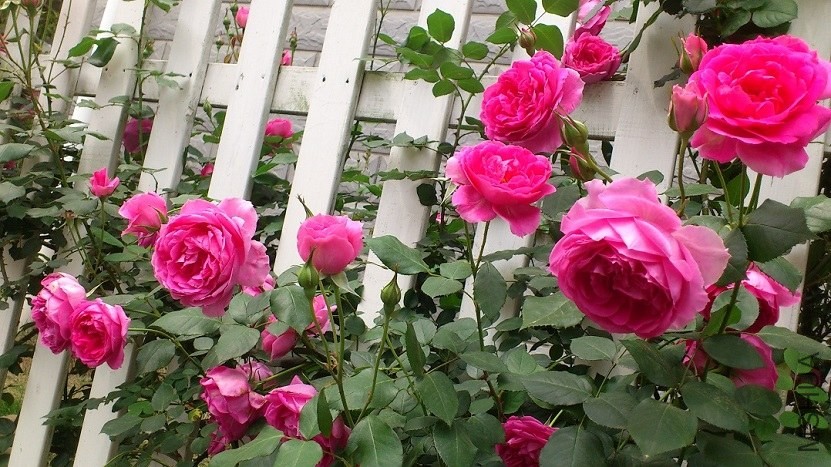 DSC_1588.JPG