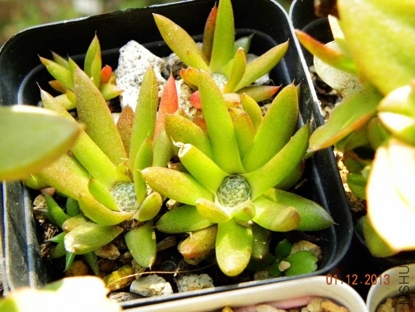 ����-��Ů