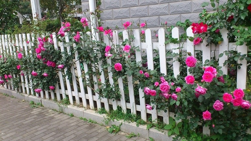 DSC_1589.JPG