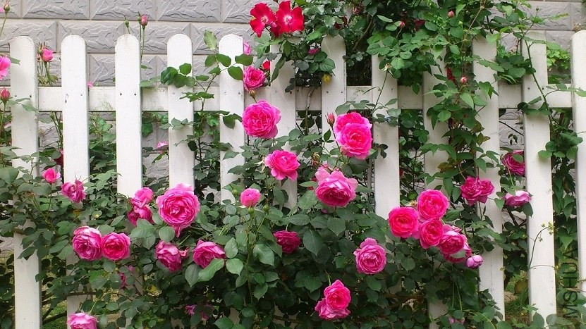 DSC_1602.JPG