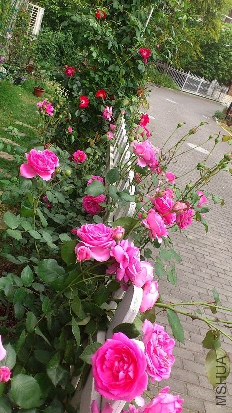DSC_1612.JPG