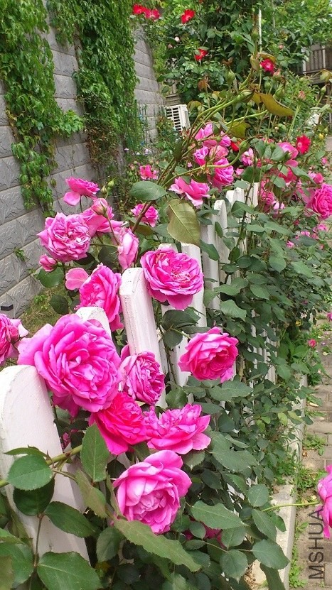 DSC_1632.JPG