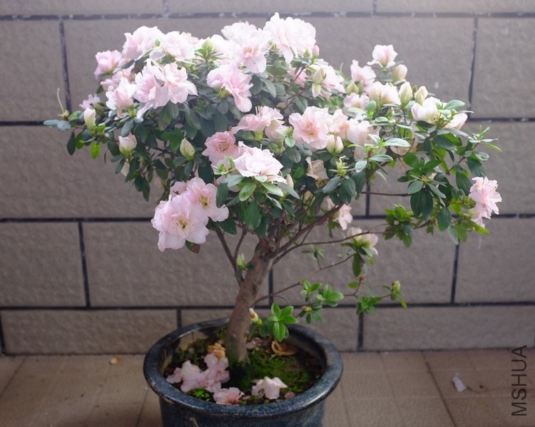 DSCF1532 - ���� (2).JPG