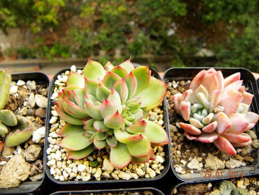 Ů���ͺ�Ҷ��