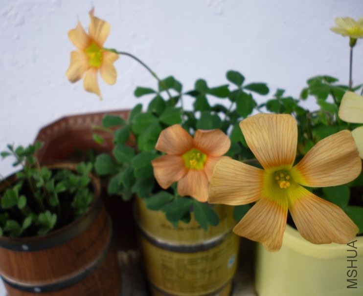 pale tangerine.JPG