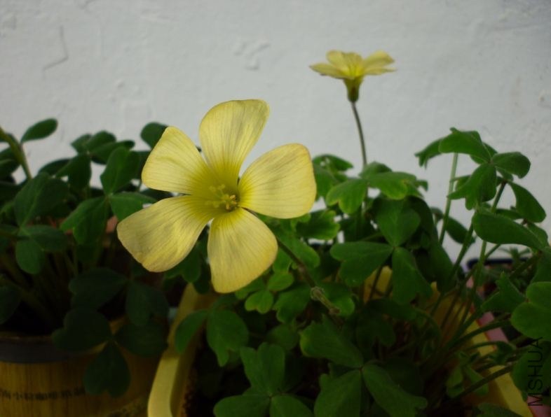 charm yellow1.JPG