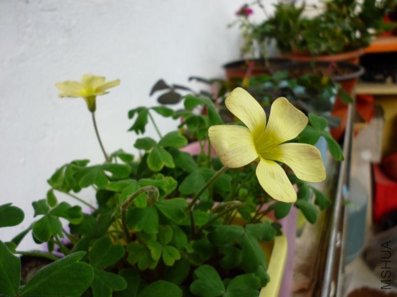 charm yellow2.JPG