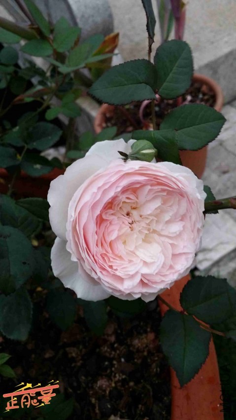 20140419_131018_����.jpg
