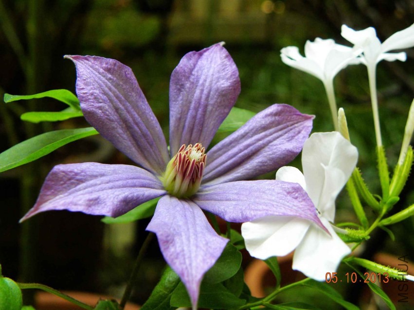 Ʒ�ֲ�֪�������͵�С��