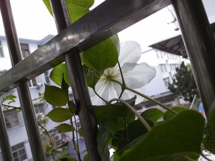 ������ֻ�����ұ�Ӱ���������