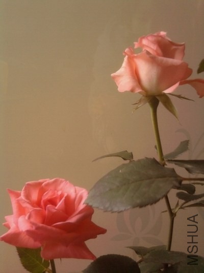 ��Ƭ0333.jpg