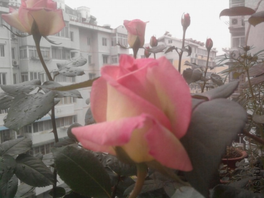 ��Ƭ0324.jpg