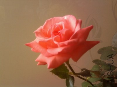 ��Ƭ0332.jpg