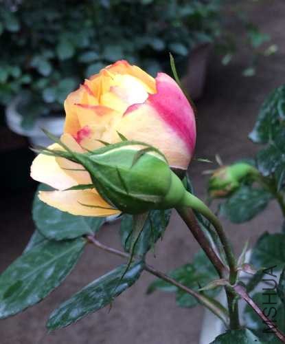 image.jpg