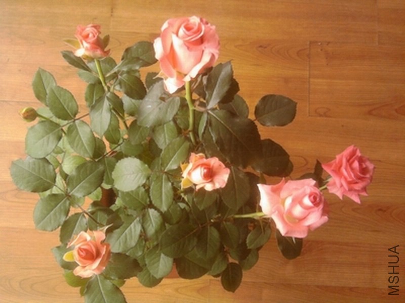 ��Ƭ0335.jpg