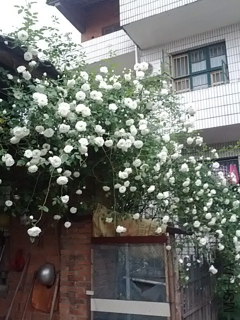 IMG_20140420_174856.jpg