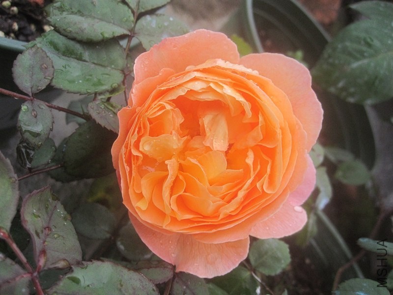 ��Ƭ 6904573_����.jpg