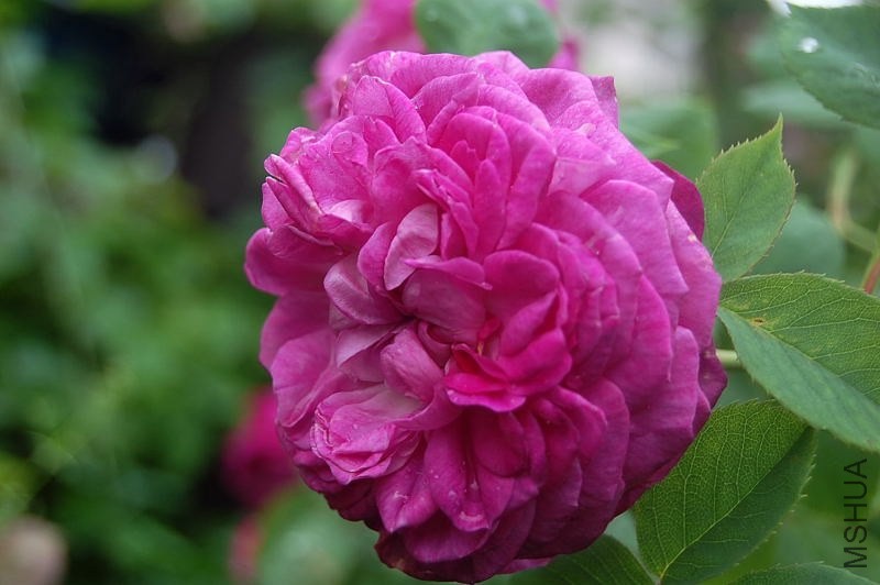 DSC_00440044.JPG