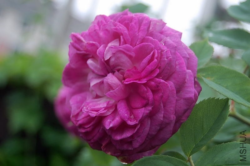 DSC_00430043.JPG
