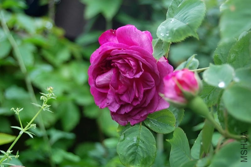 DSC_00420042.JPG