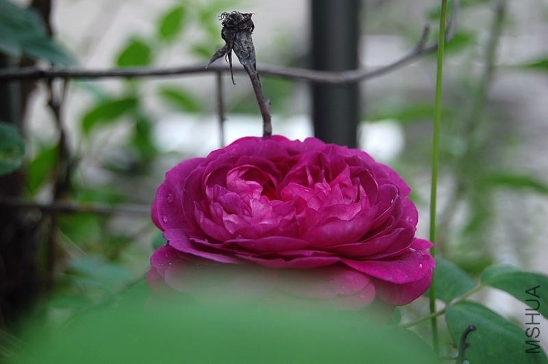 DSC_00380038.JPG
