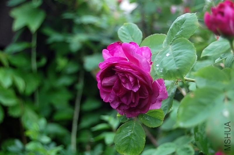 DSC_00370037.JPG
