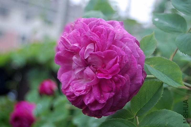 DSC_00360036.JPG