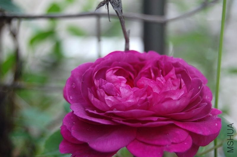 DSC_00390039.JPG