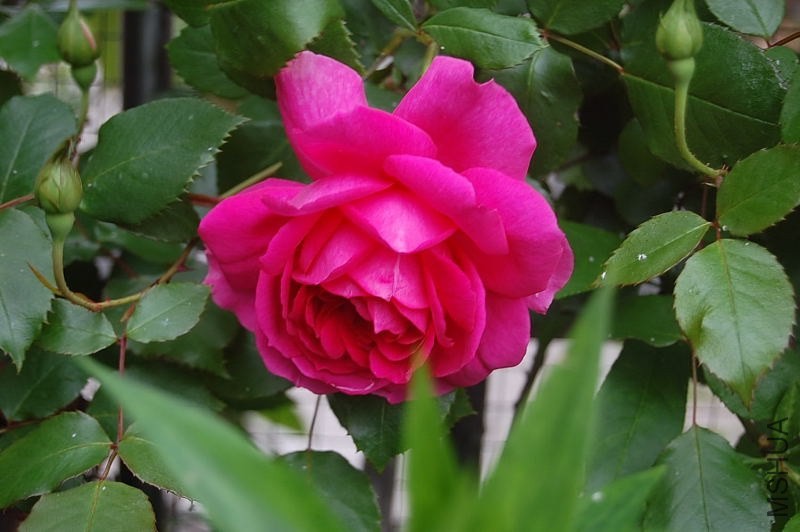 DSC_00680068.JPG