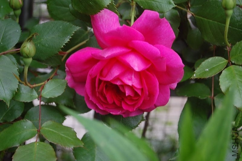 DSC_00670067.JPG