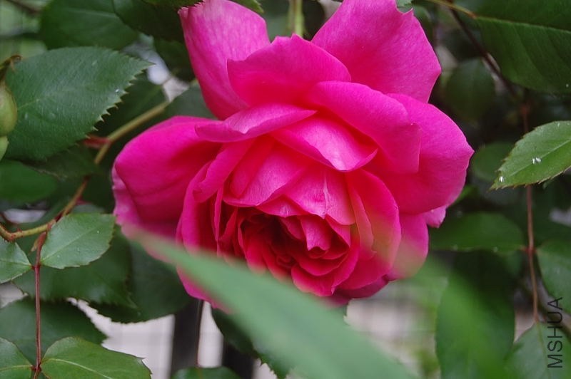 DSC_00660066.JPG