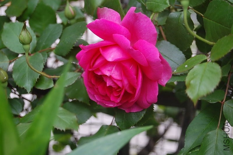 DSC_00640064.JPG