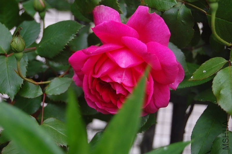 DSC_00630063.JPG