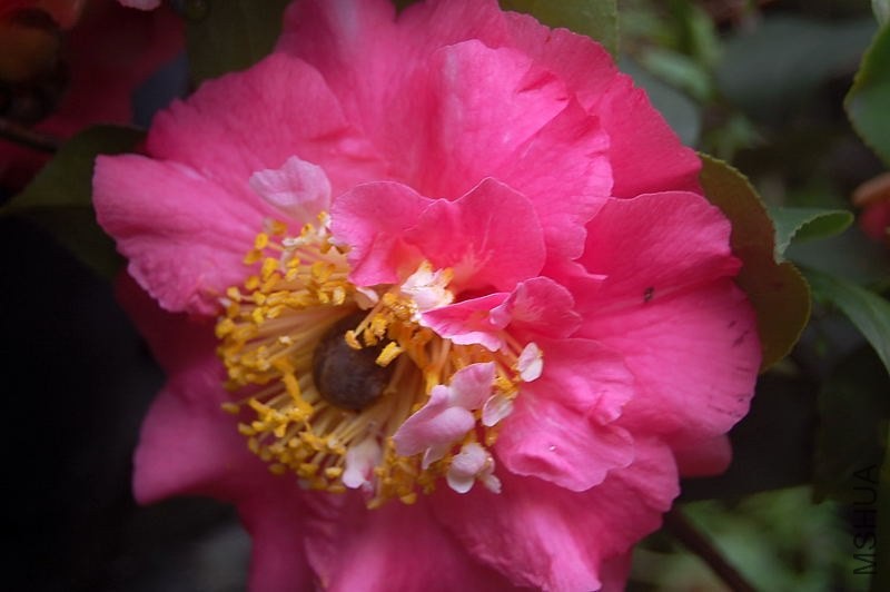 DSC_00310031.JPG