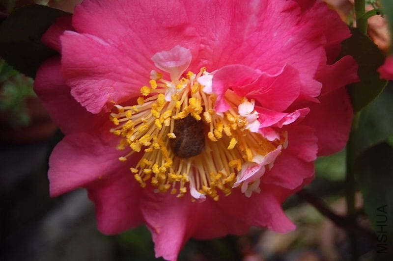 DSC_00300030.JPG