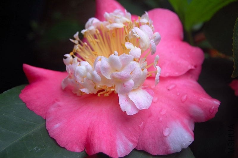 DSC_00270027.JPG