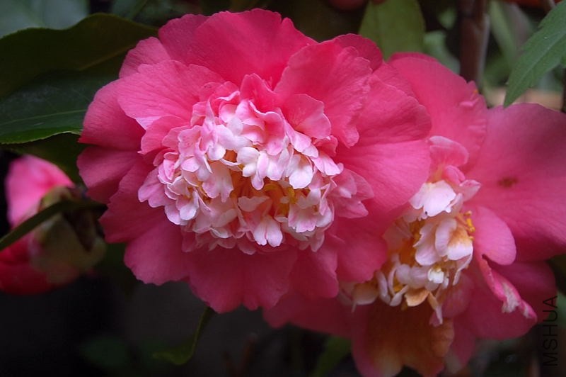 DSC_00200020.JPG